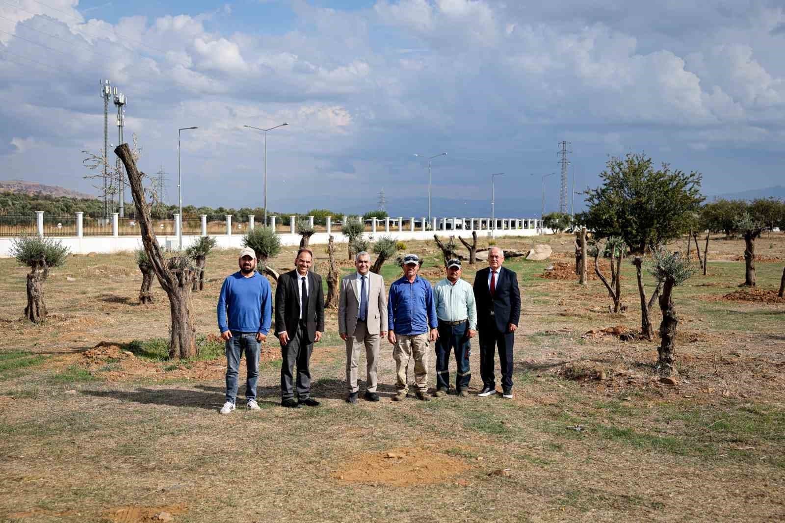 Nysa Antik Kenti'nin Tarihi Zeytin Ağaçları ADÜ Kampüsü'ne Taşındı