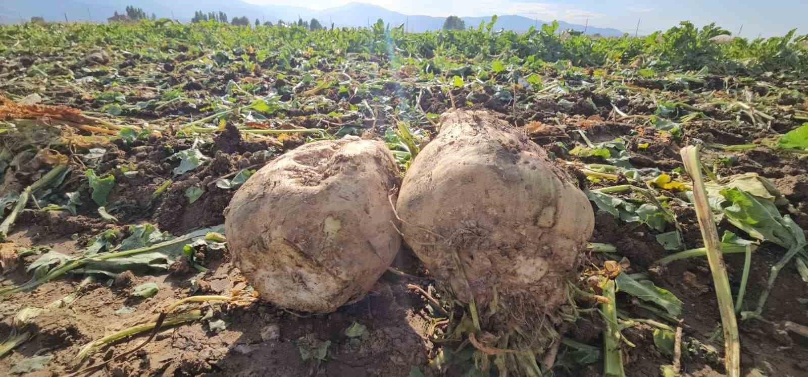 Muşlu Üretici 220 Dönüm Pancardan 2 Bin Ton Verim Bekliyor