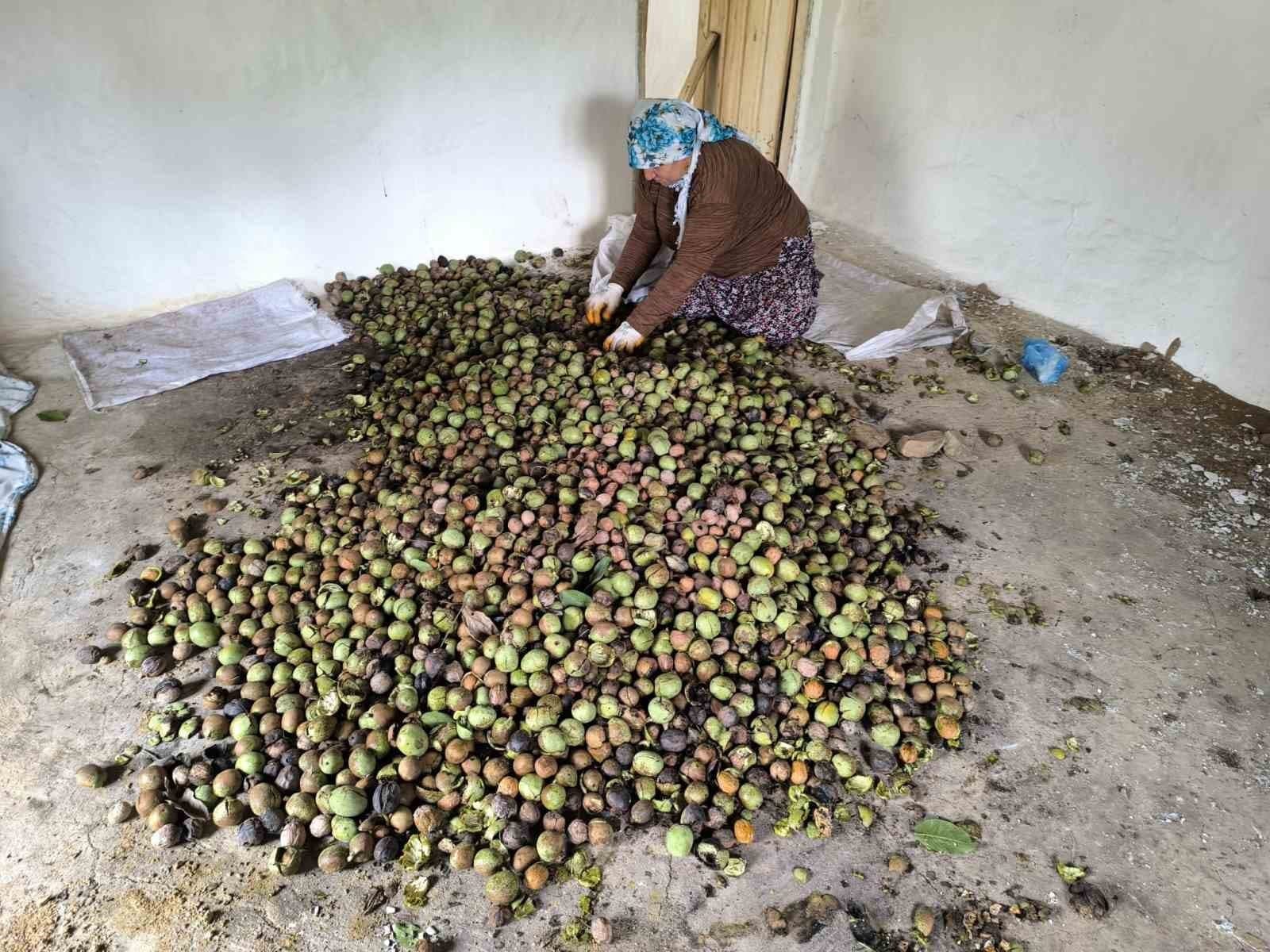 Sason'da Ceviz Hasadı Heyecanı Başladı