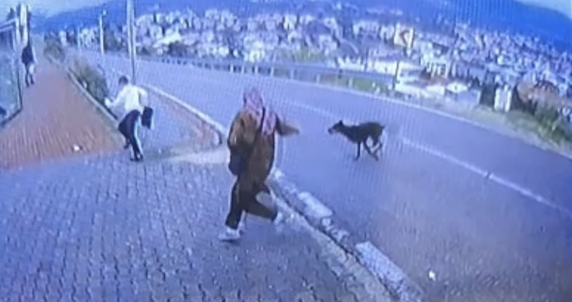 Bursa'da Köpek Saldırısından Kaçan Çocuk Yaralandı