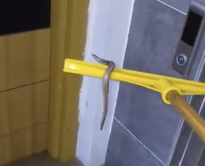 Arnavutköy'de Su Basan Bodrum Katında Yılan Sürprizi