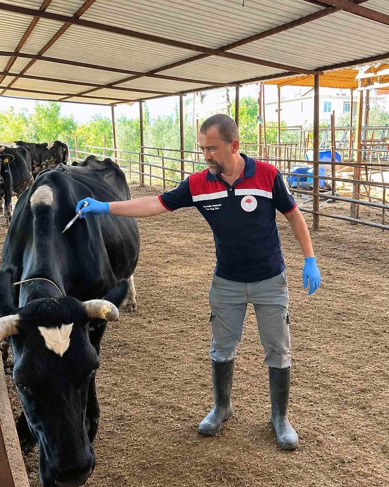 Ortaca'da Büyükbaş Hayvanlara Yönelik Aşılama Seferberliği