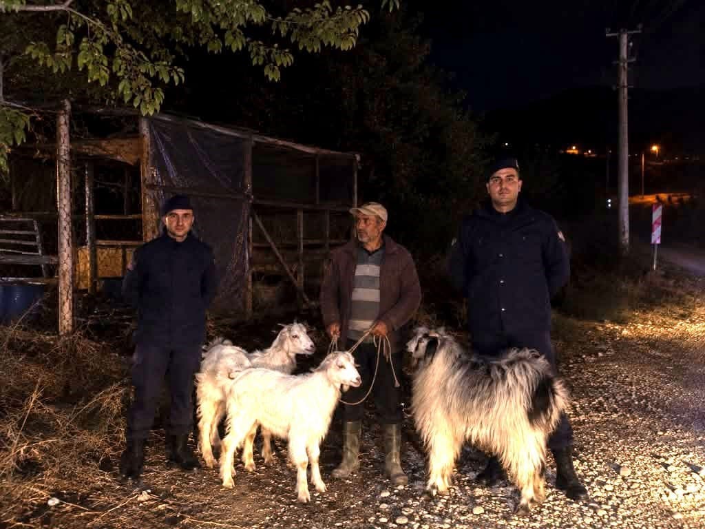 Bilecik'te Kaybolan Küçükbaş Hayvanlar Jandarma Tarafından Bulundu
