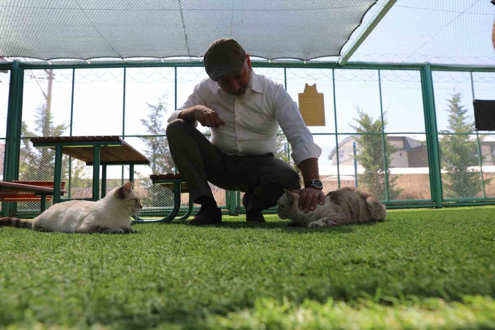 Kayseri'de Bir İlk: Küçük Dostlar Kedi Kasabası Ziyaretçilerini Ağırlıyor