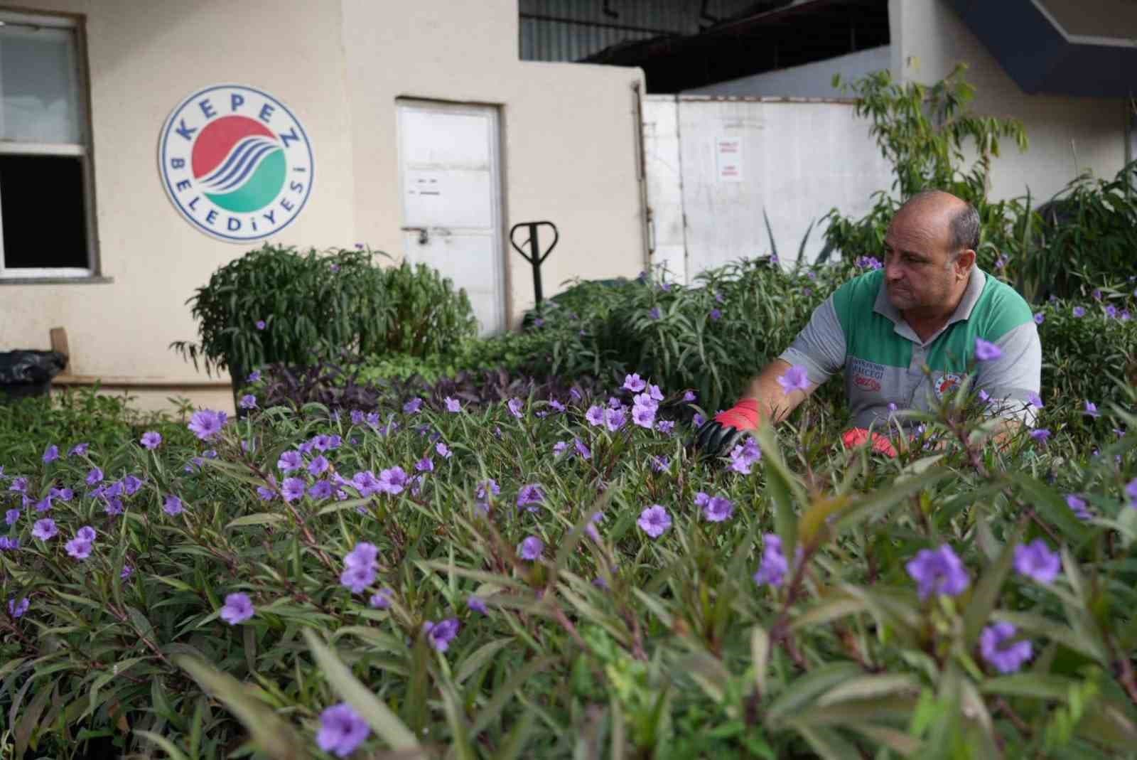 Kepez'in Renkleri Belediye Tesislerinde Yetişiyor