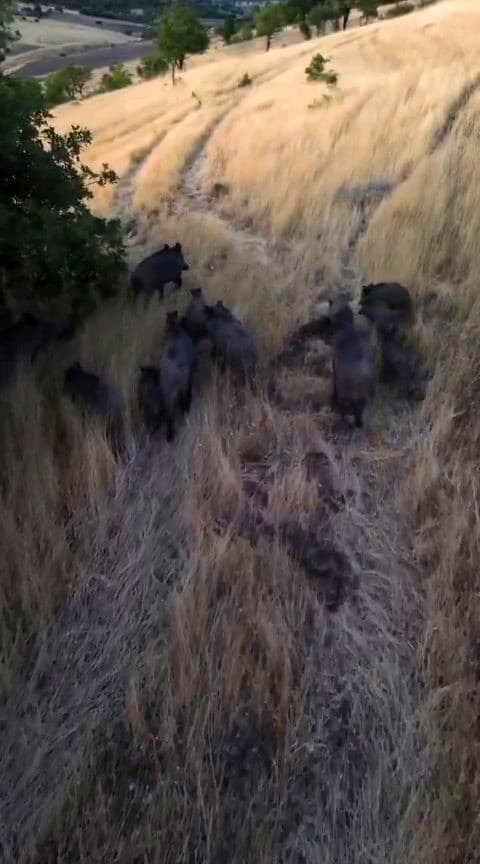 Çemişgezek'te Dronla Görüntülenen Domuz Sürüsü Çiftçileri Tedirgin Etti