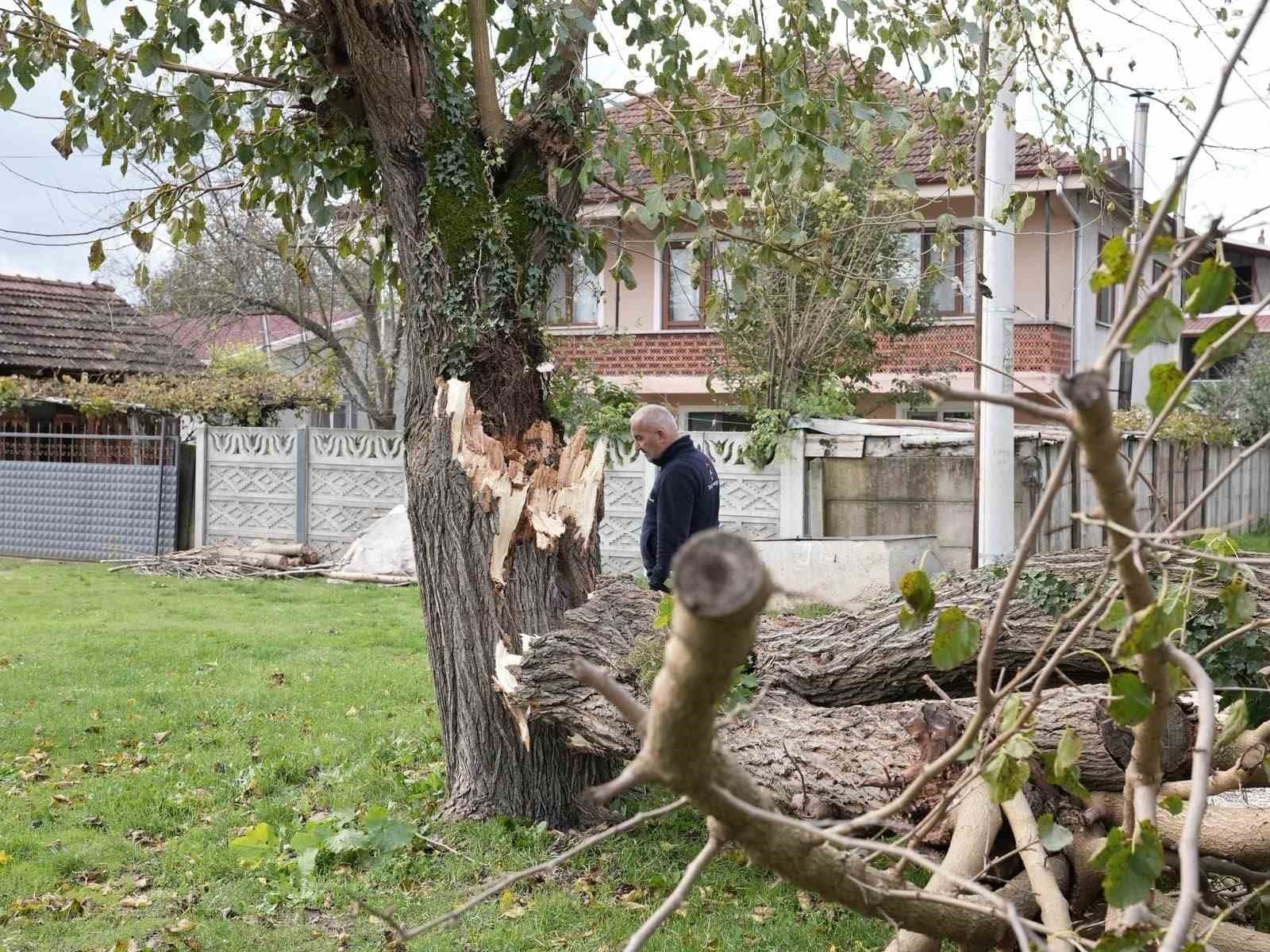 Düzce'de Fırtınanın Devirdiği Ağaçlar İçin Seferberlik