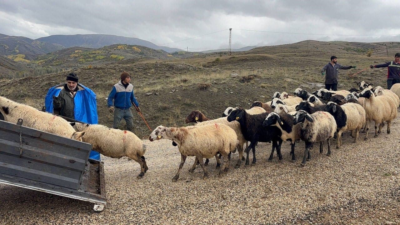Erzincan'da Yayla Sezonu Kapandı: Üreticiler Köylerine Dönüyor