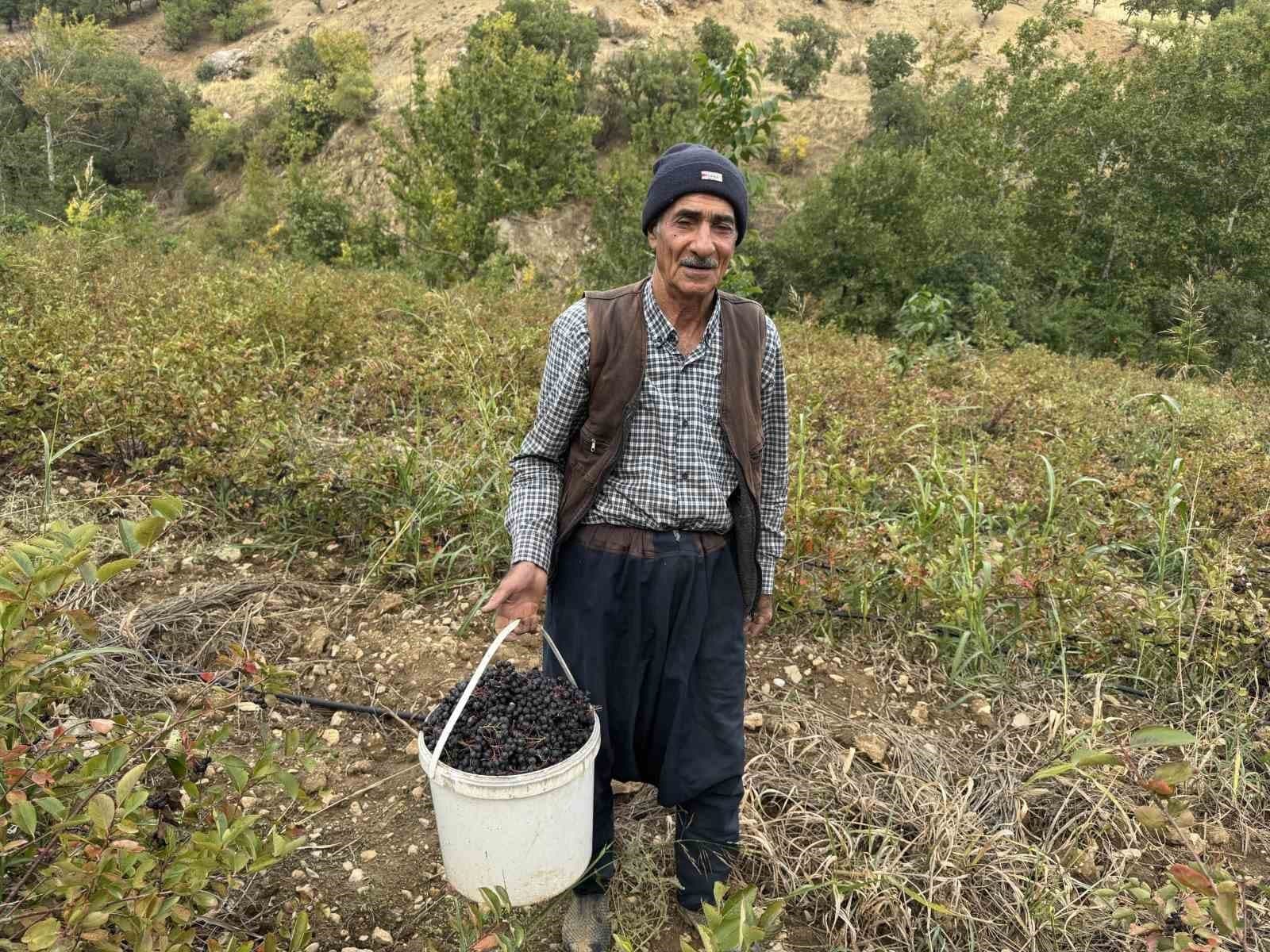 Diyarbakır'ın Çüngüş İlçesinde Aronya Hasadı Heyecanı