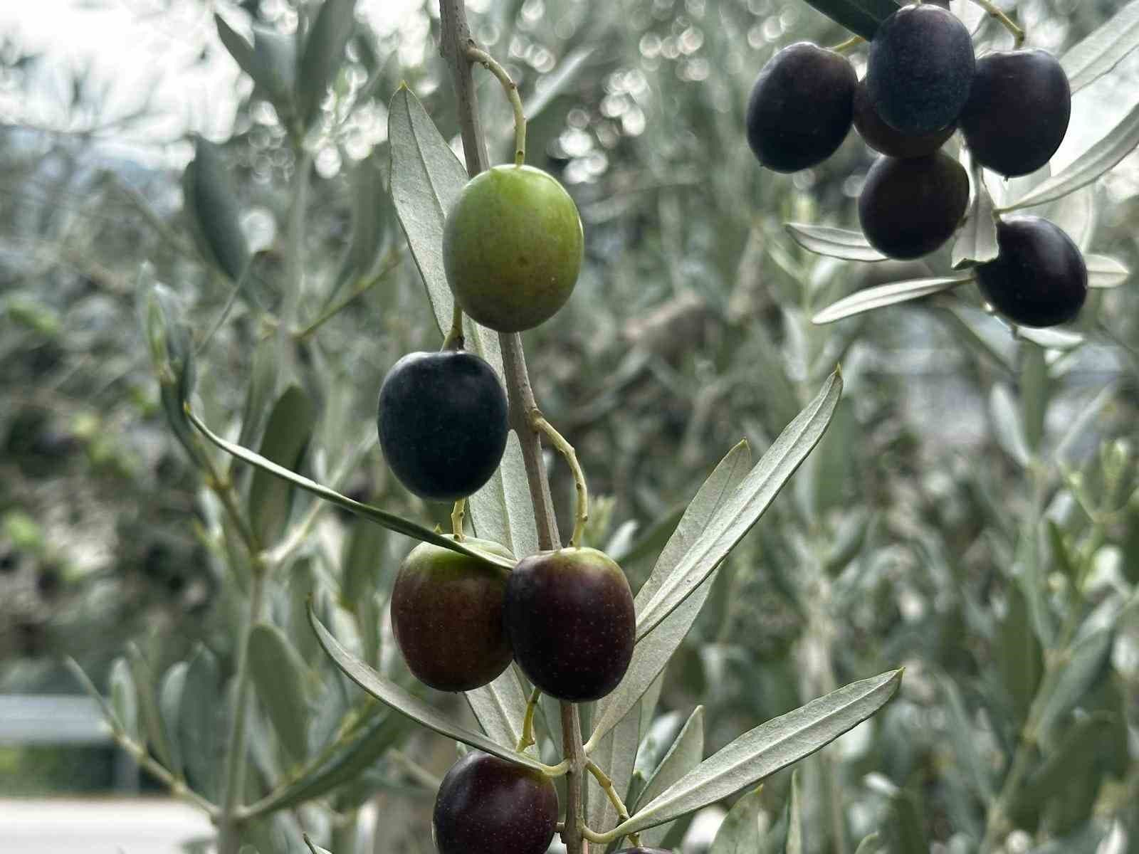 Bursa'da Zeytin Rekoltesi Beklentisi 290 Bin Ton Olarak Belirlendi
