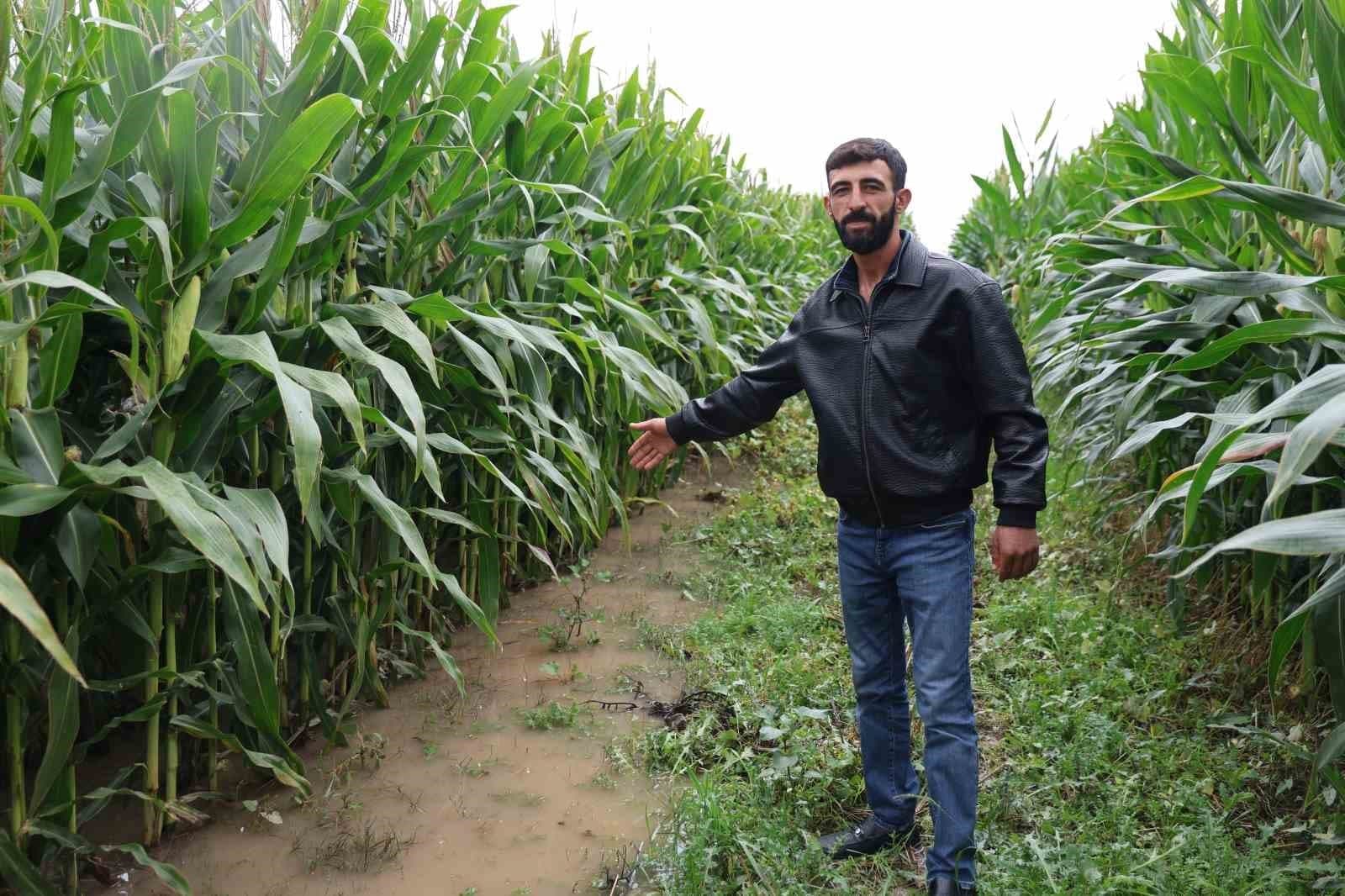 Elazığ'da Sel Felaketi: 300 Dönümlük Mısır Tarlası Sular Altında Kaldı
