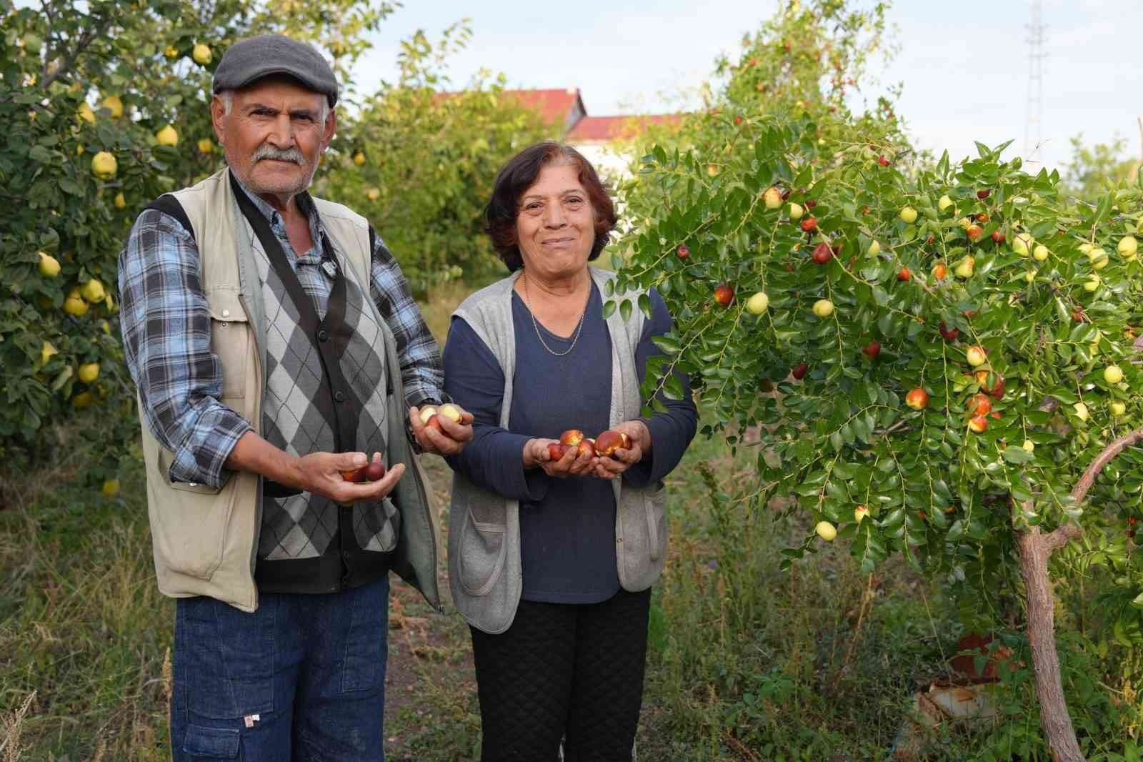 Emekli Öğretmenin Hünnap Tutkusu: 2 Fidanla Başladı, 300 Ağaca Ulaştı