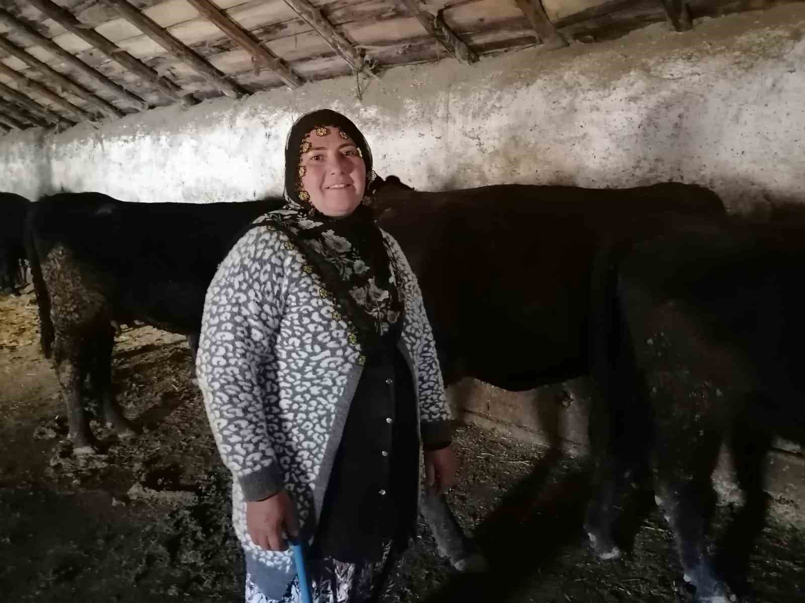 Erzurum’un Hınıs ilçesinde "kırsalda bereket" projesi ile ilk buzağılar doğdu