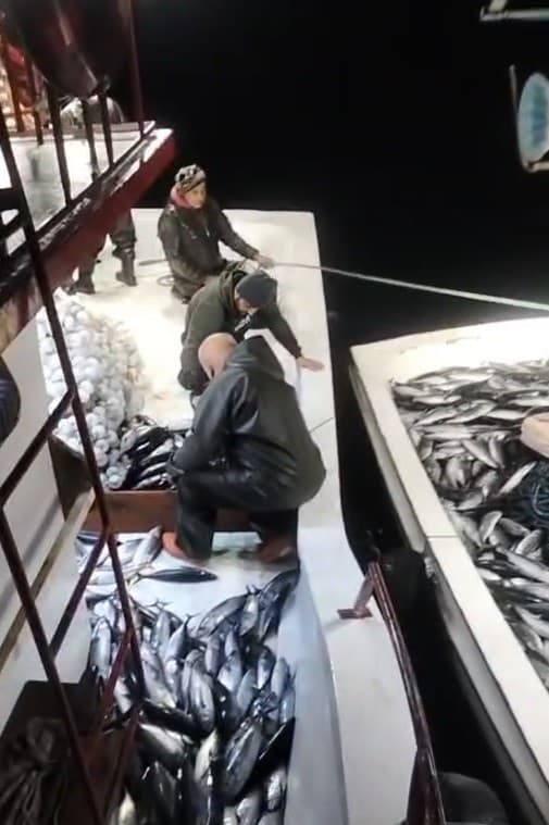 5 bin palamut tekneye sığmadı, yardıma başka tekne geldi