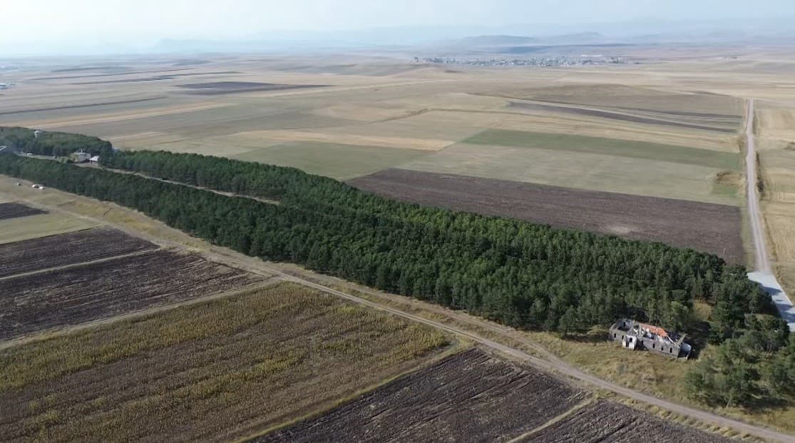 COP31’e örnek bir hikaye: 55 yıl önce diktiği fidanların ormana dönüşmesini gururla izliyor