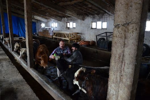 Isparta'da Tarım Alanlarını Tehdit Eden Yaban Domuzlarına Karşı Sürek Avı