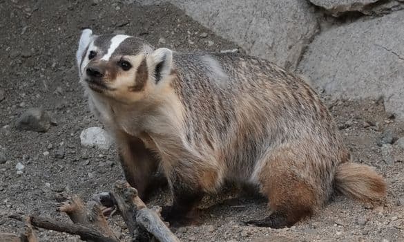 Porsuk Yuvasında Sürpriz Karşılaşma: Kangal Yavruları Kurtarıldı