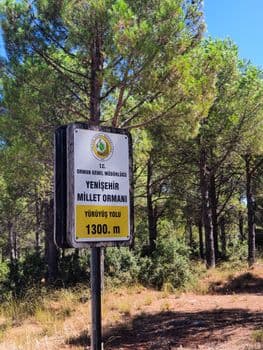Artvin'de Zahmetle Toplanan Çam Sakızının Kilosu 10 Bin Lirayı Buldu
