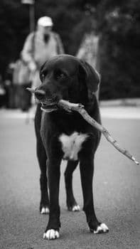 Almanya'da Köpek Sahiplerine Vergi Yükü: Yıllık Ücretler 1.660 Euro'ya Kadar Çıkıyor
