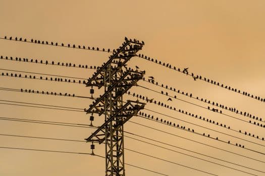 Göçmen Kuşlar İçin Güvenli Gökyüzü Seferberliği