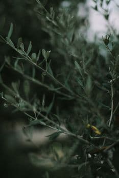 Bin Yıllık Zeytin Ağacının Hasadı Festival Coşkusuyla Gerçekleşti