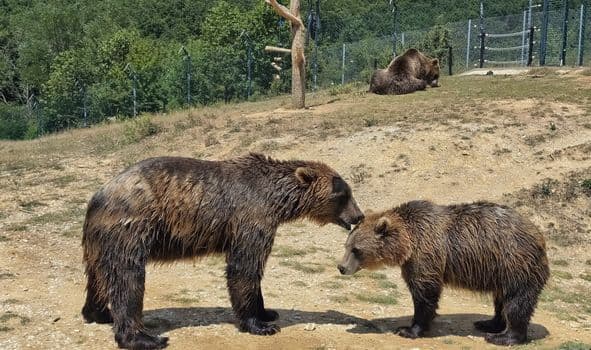 Kızılcahamam'da Ayılar Yerleşim Yerlerine İndi