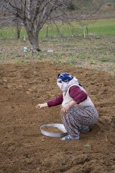 Patnos'ta Patates Hasadı: Bin 500 Ton Ürün Sanayiye Kazandırılıyor