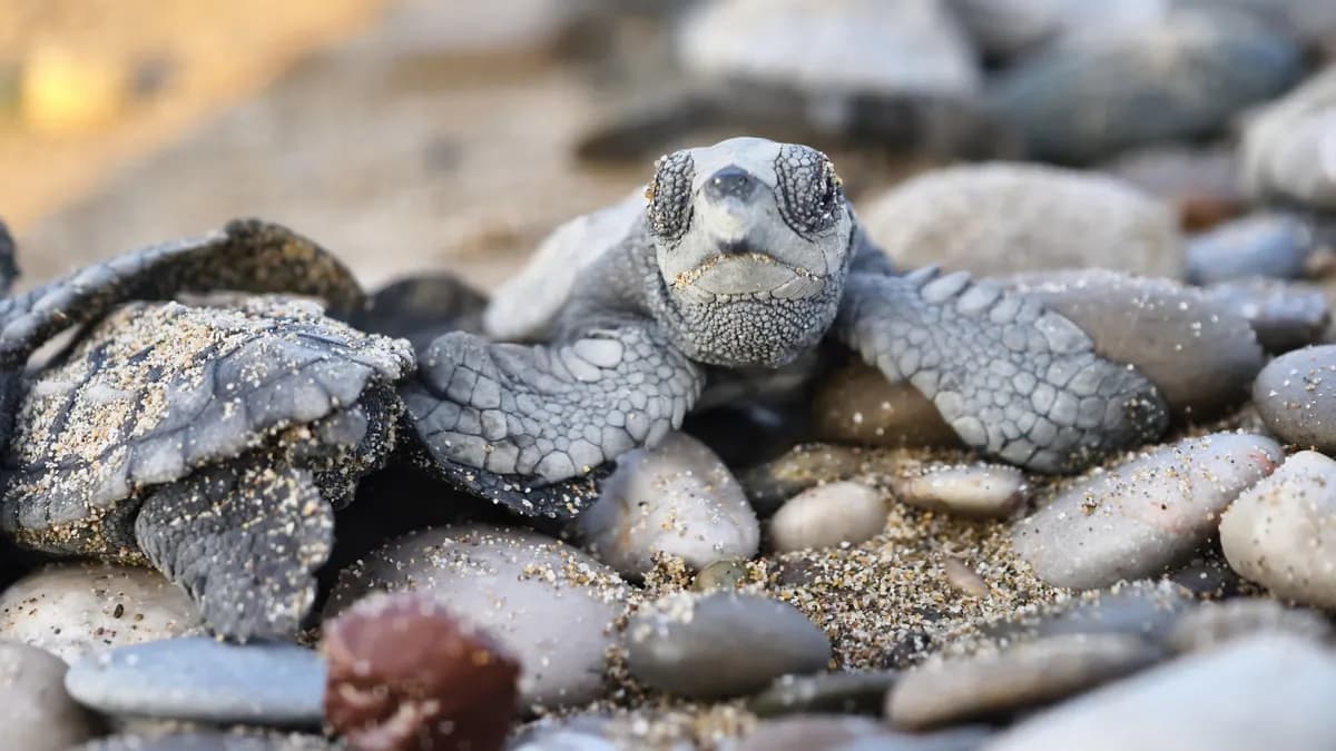 Belek Kıyılarından Akdeniz'e Mavi Yolculuk: 100 Binden Fazla Caretta Caretta Yavrusu Denize Ulaştı